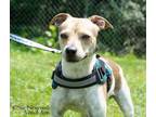 Adopt Link (adoption pending!) a Rat Terrier, Mixed Breed