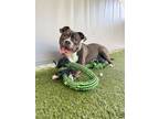 Adopt Scottie Limpin a Pit Bull Terrier, Mixed Breed