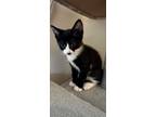 Adopt Wyatt Earp *IN FOSTER* a Domestic Short Hair