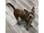 Adopt Leo a Terrier