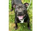 Adopt Knight a Pit Bull Terrier, Mixed Breed