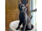 Adopt Blackberry a Domestic Short Hair