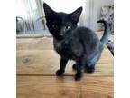 Adopt Huckleberry a Domestic Short Hair