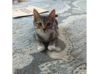 Adopt Marty a Domestic Short Hair