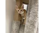 Adopt Feta a Domestic Short Hair