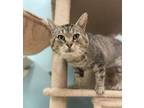Adopt Possum a Domestic Short Hair