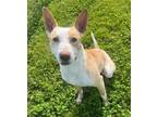 Adopt Mr Cow a Mixed Breed