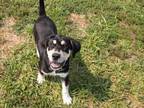 Adopt Pictionary a Siberian Husky, Beagle