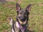 Adopt Dom a German Shepherd Dog