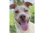 Adopt Titus (-) a Retriever, Siberian Husky