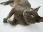 Adopt Howie a Domestic Short Hair