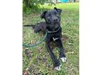 Adopt Zuko a Boxer, Labrador Retriever