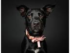 Adopt Rodeo a Shepherd, Labrador Retriever
