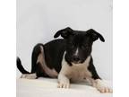 Adopt Ace a Pit Bull Terrier