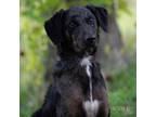 Adopt Curly a Border Collie, Australian Cattle Dog / Blue Heeler