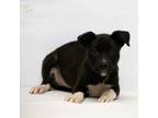 Adopt Joker a Pit Bull Terrier