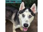 Adopt Bolt a Siberian Husky