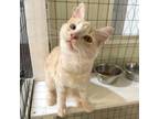Adopt Butter a Domestic Medium Hair