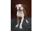 Adopt Piazza a Mixed Breed