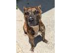 Adopt Indigo a Pit Bull Terrier, Mixed Breed