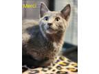 Adopt Merci a Domestic Short Hair
