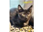 Adopt Maurice a Domestic Short Hair