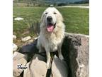 Adopt Bear a Great Pyrenees, Mixed Breed