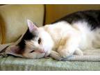Adopt Oliver a Domestic Short Hair, Tabby