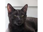 Adopt Toby a Domestic Short Hair