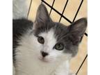 Adopt Darkling a Domestic Short Hair