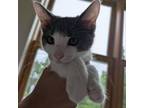 Adopt Clarence a Domestic Short Hair