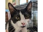 Adopt Arugula a Domestic Short Hair