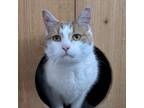 Adopt Tony a Domestic Short Hair