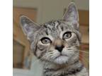 Adopt Cricket a Domestic Short Hair