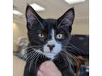 Adopt Sputnik a Domestic Short Hair
