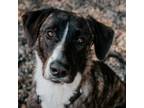 Adopt Rick a Mixed Breed