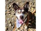 Adopt Mel a Husky