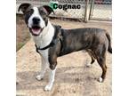 Adopt Cognac 240250 a Mixed Breed