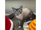 Adopt Ash a Domestic Medium Hair