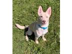 Adopt Cyrus a Siberian Husky, Mixed Breed