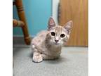 Adopt Barry a Domestic Short Hair