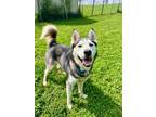 Adopt Koda a Husky