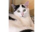 Adopt Finley a Domestic Short Hair