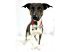 Adopt Raid a Plott Hound, Mountain Cur