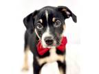 Adopt Kai a American Staffordshire Terrier, Mixed Breed