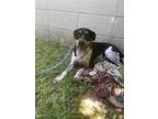Adopt Dooby a Australian Cattle Dog / Blue Heeler, Mixed Breed