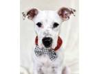 Adopt Cyborg a American Staffordshire Terrier, Mixed Breed