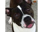 Adopt Burger a American Staffordshire Terrier