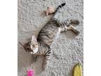 Adopt Bobby a Domestic Short Hair, Tabby