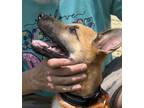 Adopt Cyrus a German Shepherd Dog